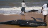 Why did 100 whales get beached in Tuticorin?