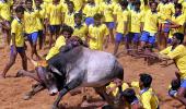 Tamil parties pin their hopes on ordinance to bring jallikattu back