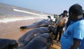 'An impending quake caused whale beaching in TN'