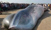 PHOTOS: Mumbai awakes to 30-foot long whale on beach