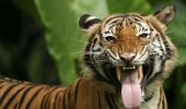 Are India's tiger numbers inflated?