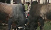 Dadri villagers banned from meeting, tension over new beef report