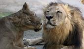 3 Gir lions 'get life in zoo' for murdering people in Gujarat