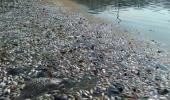 Thousands of dead fish surface at Bengaluru's Ulsoor Lake