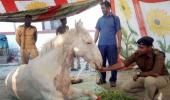 Uttarakhand BJP MLA: 'I was not there when the horse fell'