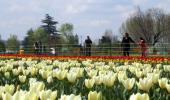 PHOTOS: Welcome to the Valley of Tulips