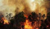 Did the timber mafia cause the forest fires?