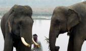 Will India do a Kenya and burn its ivory pile?