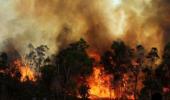 Time to make our forests fire-proof