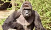 RIP Harambe: Outrage grows over gorilla's death at US zoo