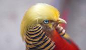 Meet 'Trump bird', China's latest sensation