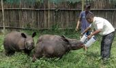 These animals would have drowned if it was not for the CWRC