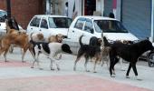 Relief for dog-lovers as SC tones down order on strays