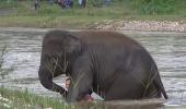 Elephant rushes into river to 'save drowning friend'