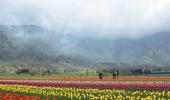 PHOTOS: Welcome to Asia's largest tulip garden in Kashmir