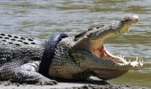 6-year-old braveheart beats crocodile with stick, saves friend