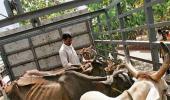 Man killed by gau rakshaks was a dairy farmer, not cattle smuggler