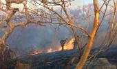 Huge fire breaks out at Sariska, tigers not in danger