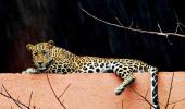 Humans vs leopards: Whose home is it?