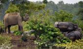 215 animals die at Kaziranga National Park in floods