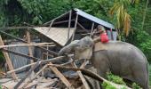 PHOTOS: When elephants turned bulldozers