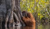 Why so shy, orangutan?