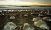 Olive Ridley turtles are back for nesting