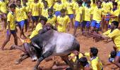 Has Jallikattu ban revived TN's regional pride?