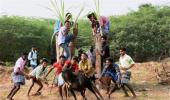 Cruelty is inherent in Jallikattu: PETA