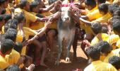 'Jallikattu can't be played without torturing bulls'