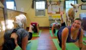 Would you try 'Goat Yoga'?