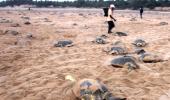 PHOTOS: Olive ridley turtles are back in Odisha!