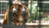 Stomach this! Big cats in UP zoo forced to munch on chicken, mutton