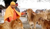 Gau raksha has replaced Sabka Vikas