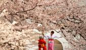 With cherry blossoms in bloom, Washington is the place to see