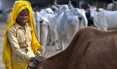 In Gujarat, it will be life imprisonment for cow slaughter