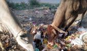 Waiting for 'rakshaks', cows are choking on plastic