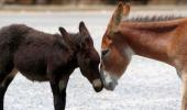 WTF! Donkeys jailed in UP for eating 'costly plants'