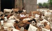 Assam gets cattle bill amid cries of Jai Shri Ram