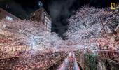 From lava spewing to pink blossoms: Nat Geo kicks off travel photo contest