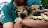 Kerala floods: Rescue workers risk lives to save stranded pets