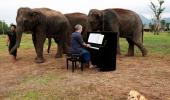 PHOTOS: Meet the pianist for elephants