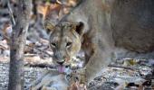 PHOTOS: On a lion safari with President Kovind