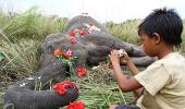 Why must so many elephants die on the railway tracks?