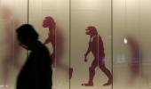 'No scientist says apes turn into humans'