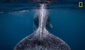 'A whale of a time': Nat Geo Travel Photographer winners