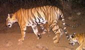 'Man-eater' tigress Avni killed in Maharashtra