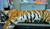 Maneka flays Maha govt for 'ghastly murder' of tigress Avni