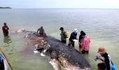 115 plastic cups, 25 bags and more found inside dead whale in Indonesia