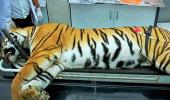 Tigress Avni shot in self-defence, says sharpshooter